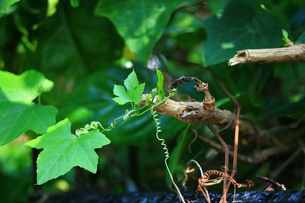 istock Nature macro photography 474639860