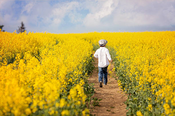 istock Adorable little boy, running in yellow oilseed rape field 474640384