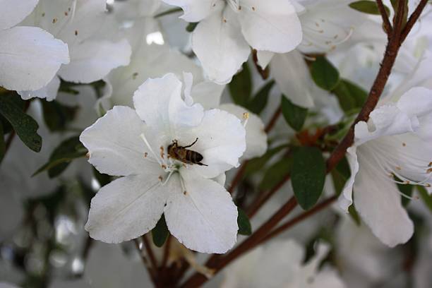 Bee on Japanese Azalea 'Diamond White '