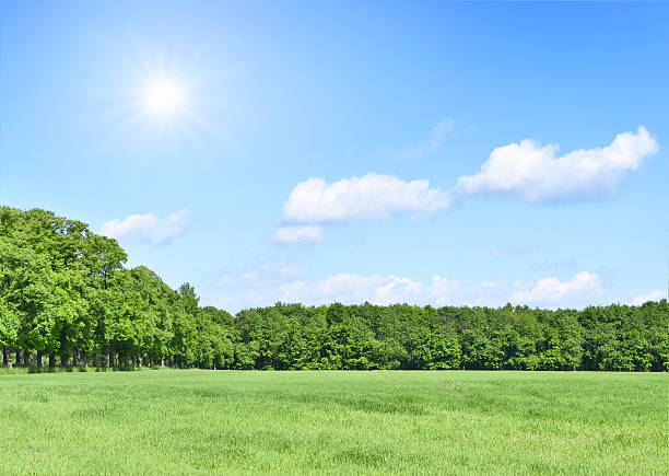 istock Green meadow and sunny sky 474640674