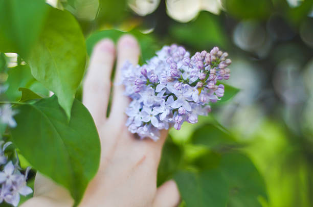 istock Tender branch purple lilac flowers outdoors macro 474640932