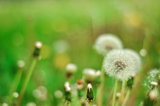 istock Dandelion Isolated in the green background summer 474640940