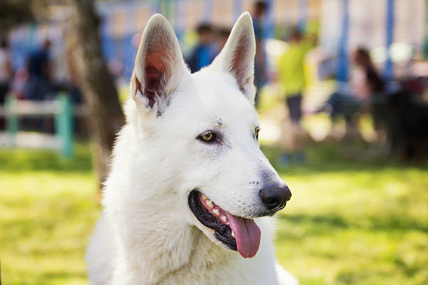 Grown up Swiss white shepherd dog in Putten, Gelderland, Netherlands