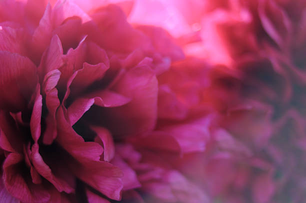 istock Background with pink blooming peonies 474641294