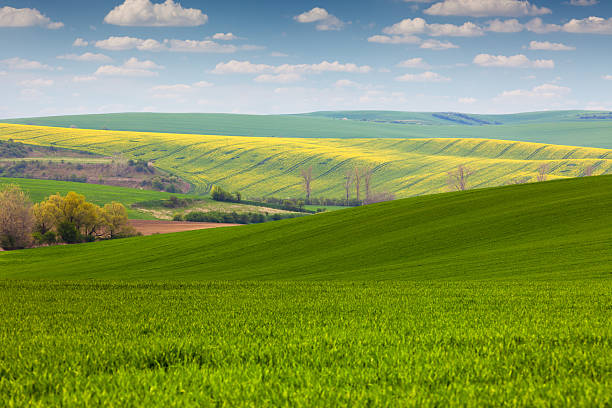istock Different colors of  fields in countryside, spring  landscape 474641566