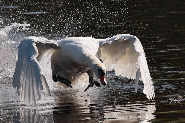 istock Flying swan attack Cygnus olor 474641606