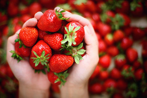 Top view of unrecognizable caucasian woman holding two handfuls of fresh strawberries over blurry pile of strawberries.