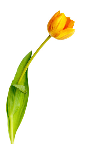 A single yellow tulip isolated against a plain white background.