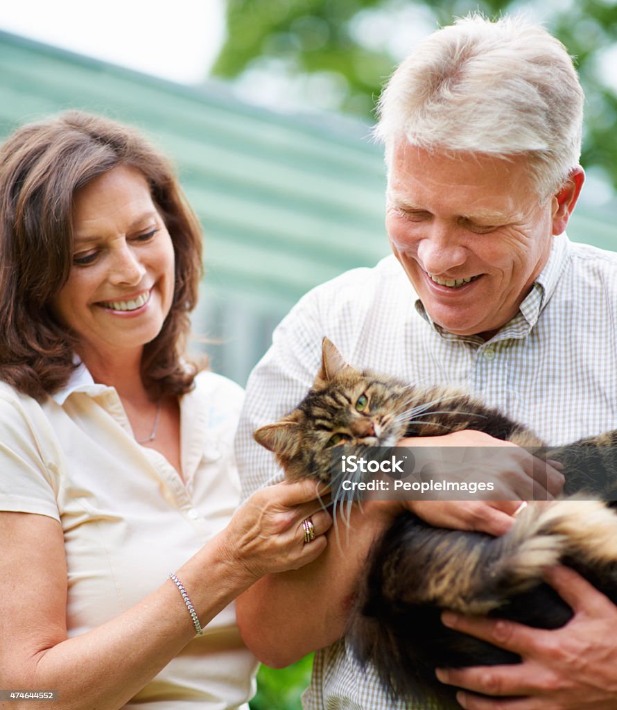 He's like a member of the family Mature couple lovingly stroking their cat outsidehttp://195.154.178.81/DATA/i_collage/pi/shoots/781270.jpg Mature Couple Stock Photo