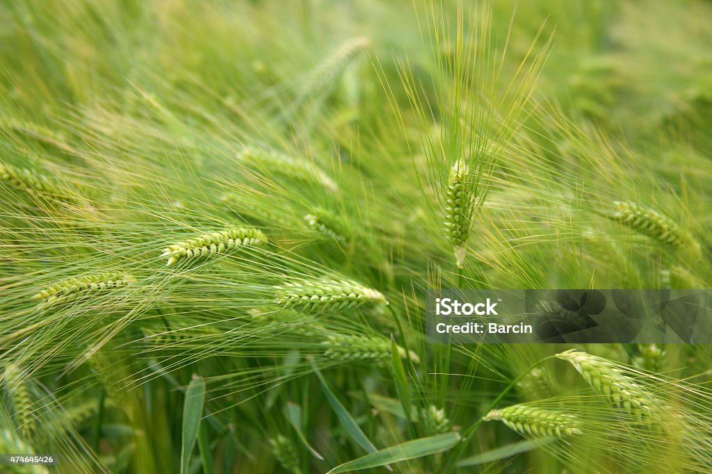 Wheat field Fresh wheat field in spring 2015 Stock Photo