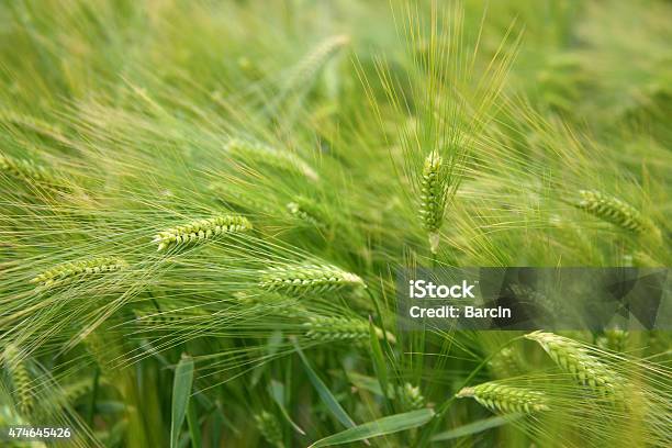 Wheat Field Stock Photo - Download Image Now - 2015, Agricultural Field, Agriculture