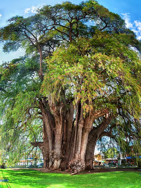 Famous 2000 year old Montezuma cypress tree, known as the 'The Tree of Tule' located in Santa Maria del Tule, Mexico. It is one of the oldest, largest and widest trees in the world.