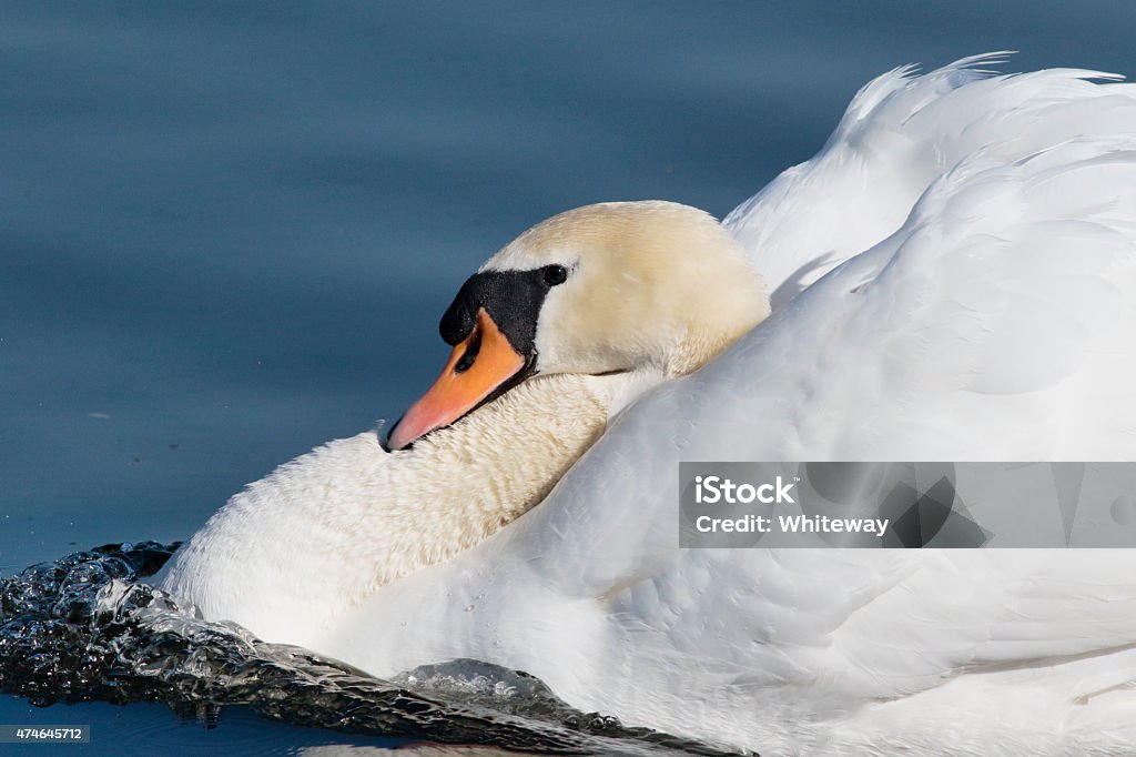 Aggressive mute swan Cygnus olor male cob profile Territorial display by a very aggressive male mute swan. The fluffed up wings show who is lord of this particular stretch of water. No bird opposes this imposing figure, which may weigh up to 40 lbs / 18 kgs. A cob (male mute swan (Cygnus olor)) of this size will show aggression against dogs the size of a labrador - not always with happy results. Any swan with raised wings is in aggressive mood; and when swimming, the bow wave at the front shows that the bird is travelling at speed. Here are links to more photographs of mute swans in fighting mood: . 2015 Stock Photo