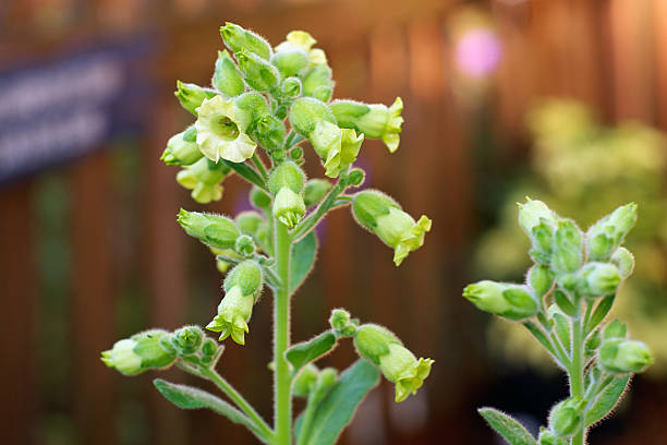 flowers on hopi tobacco plant Clusters of small yellow flowers in bloom on nicotiana rustica, or sacred hopi tobacco plant. nicotiana rustica photos stock pictures, royalty-free photos & images