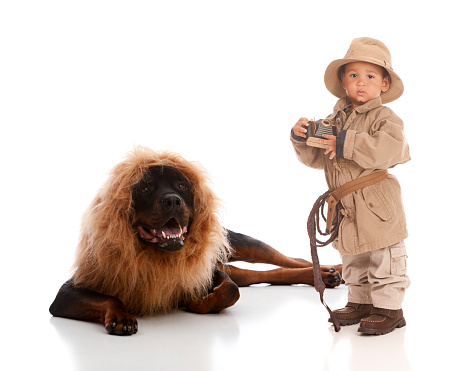 Adorable toddler dressed in Khaki and holding a toy camera.  A rottweiler wearing a lion's mane lying beside him.  Isolated on white.