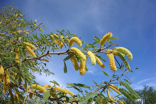 Close up of yellow flowers on Arizona Mesquite twigs against blue sky; copy space