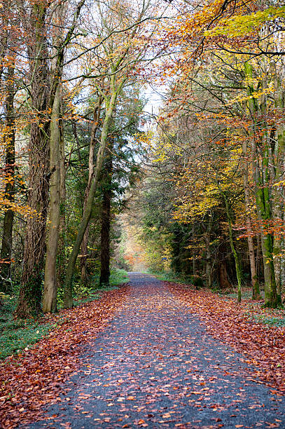 istock Autumn season in the park 474648476