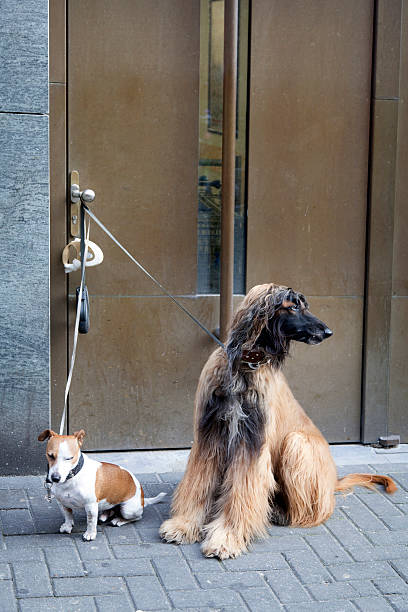 istock afghan dog and jack russel waiting 474649042