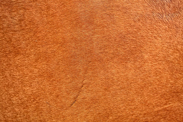 istock Horse Hide Detail 474649218