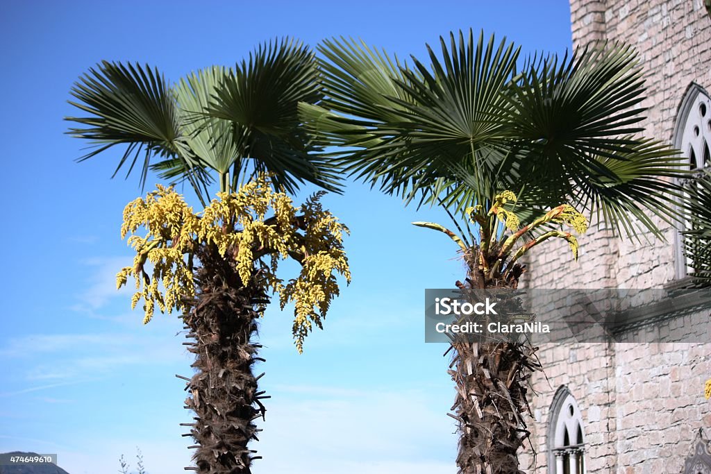 Church Stresa Parrocchia Di Carciano Abitazione surrounded by palms Church Stresa Parrocchia Di Carciano Abitazione surrounded by palmsunder blue sky 2015 Stock Photo