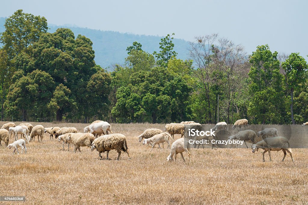 Dirty sheeps in the drought meadow 2015 Stock Photo