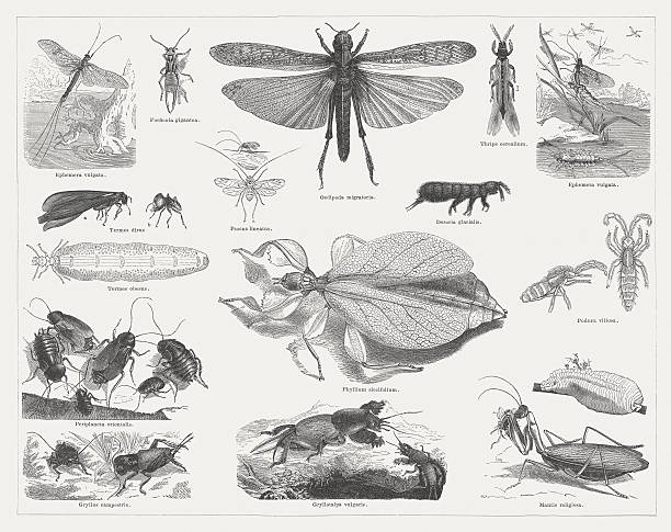 Insects, wood engravings, published in 1876 Insects: Mayfly (male, Ephemera vulgata), Earwig (male, Forficula auricularia), Booklice (Psocus lineatus), Migratory locust (Locusta migratoria), Glacier flea (Desoria saltans), Corn lice (Thrips), Mayfly (at their last molt, Ephemera vulgata), Termites (Termes dirus, a. male, b. soldier), Termites (Termes obesus, queen), Leaf insect (Phyllium siccifolium), Springtail (Podura villosa), Cockroach (Periplaneta orientalis), Field cricket (Gryllus campestris), Mole cricket (Gryllotalpa gryllotalpa), Praying mantis (Mantis religiosa) and eggs pile with hatching offspring. Woodcut engraving, published in 1876. gryllus campestris stock illustrations
