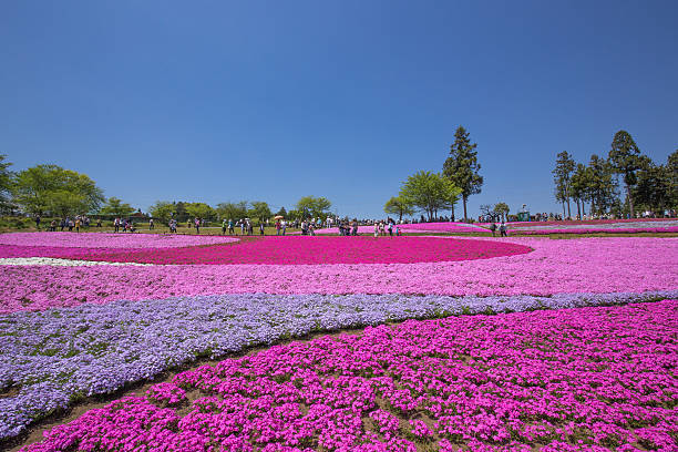 110+ Hitsujiyama Park Stock Photos and Royalty-Free Pictures - iStock
