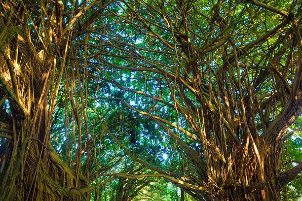 giant figowiec bengalski - kauai tropical climate green travel destinations zdjęcia i obrazy z banku zdjęć