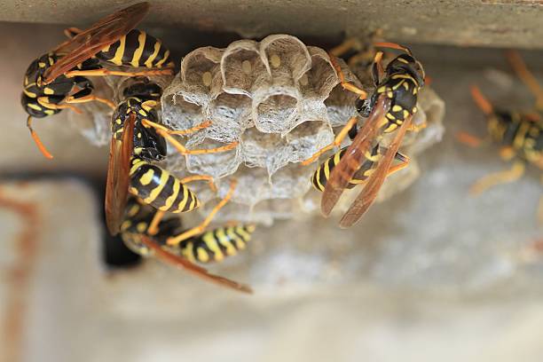 Wasps Wasps on comb colony group of animals photos stock pictures, royalty-free photos & images