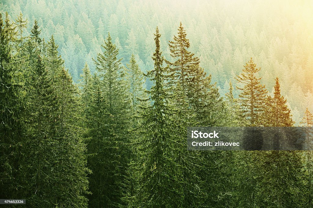 Green coniferous forest lit by sunlight Healthy, big green coniferous trees in a forest of old spruce, fir and pine trees in wilderness area of a national park, lit by bright yellow sunlight. Sustainable industry, ecosystem and healthy environment concepts. 2015 Stock Photo
