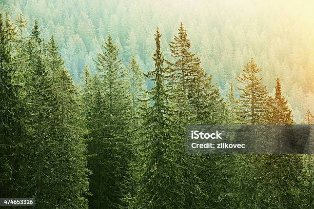 Green Coniferous Forest Lit By Sunlight Stock Photo - Download Image Now - 2015, Agriculture, Biomass - Ecological Concept