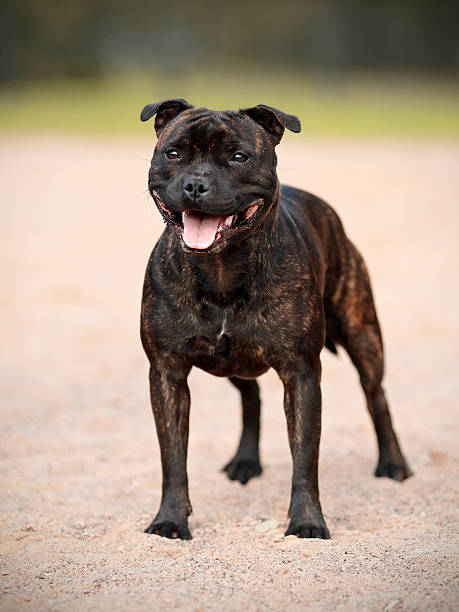 istock Staffordshire bull terrier. 474653448
