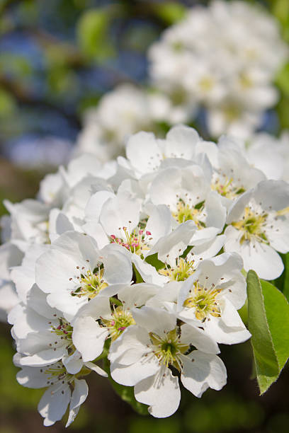 flowers bloom pear tree lot on a branch