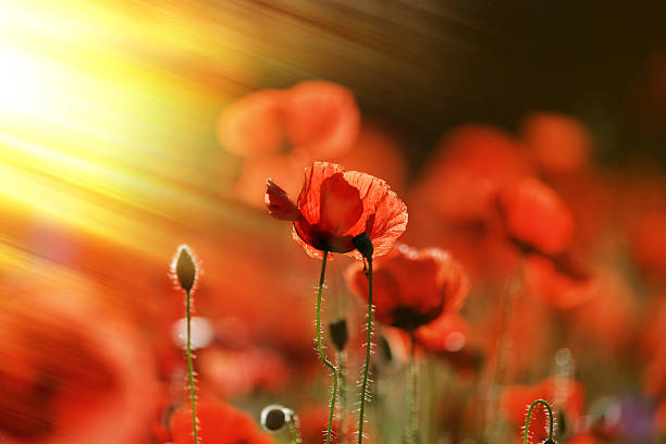 istock Beautiful poppy flowers 474654630