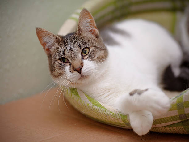 istock Portrait of the striped with white a cat. 474657620