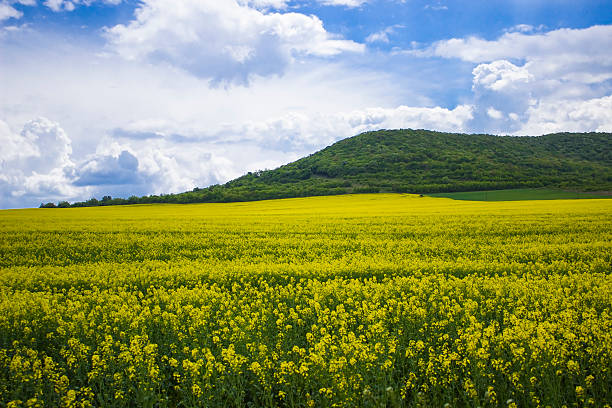 field of Flowers