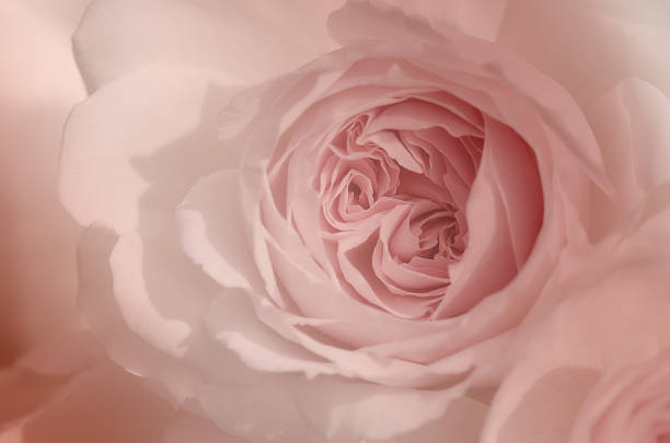 istock Pink rose, Wedgwood rose 474660672