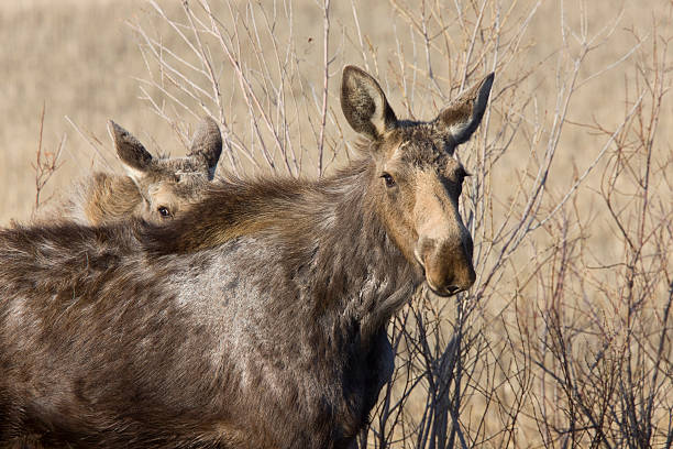 istock Moose Cow and Calf Saskatchewan Canada 474663529