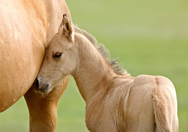 Horse and colt Saskatchewan Canada