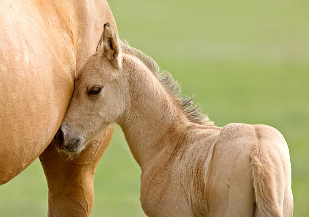 Horse and colt stock photo
