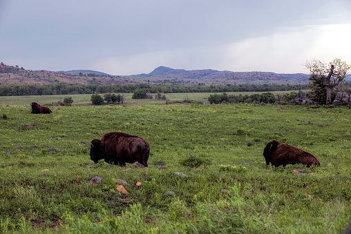 Wild buffalo on the plains of Oklahoma.