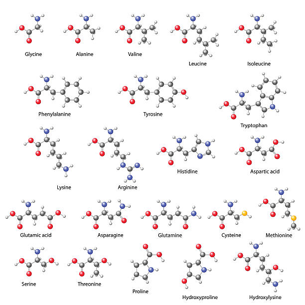 illustrazioni stock, clip art, cartoni animati e icone di tendenza di amminoacidi-main formule chimiche strutturali - organic chemistry