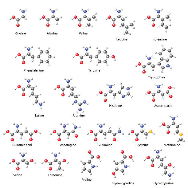 ilustrações de stock, clip art, desenhos animados e ícones de aminoácidos-fórmulas químicas estruturais principal - formula chemistry vector molecular structure