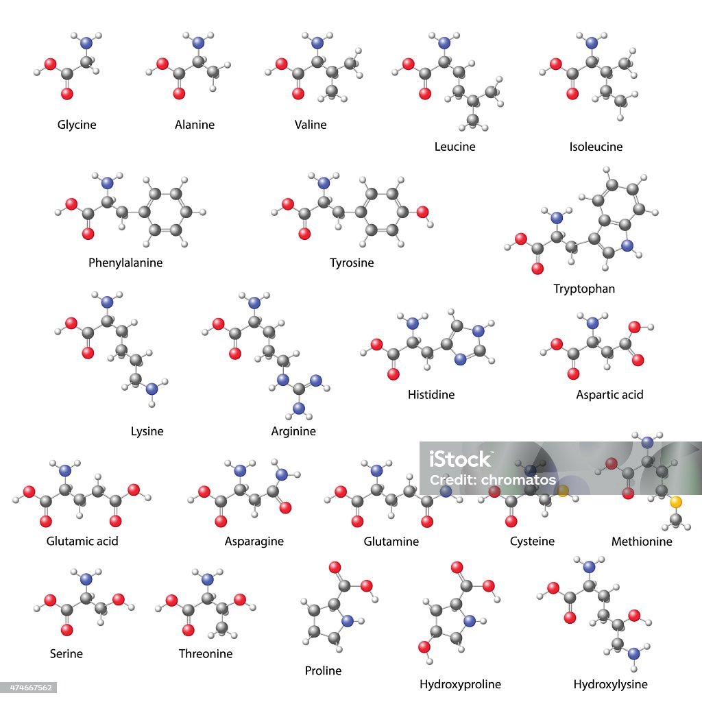 Amino acids -  main structural chemical formulas Amino acids -  main structural chemical formulas, 3d illustration on white background, balls & sticks style, vector, eps 8 Amino Acid stock vector