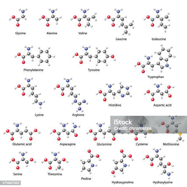 Amino Acids Main Structural Chemical Formulas Stock Illustration - Download Image Now - Amino Acid, Molecule, Chemistry