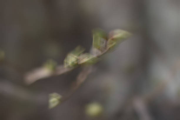 istock background concept Spring buds of green trees 474667598