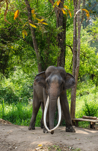 Very long ivory Thai elephant standing near the trees.