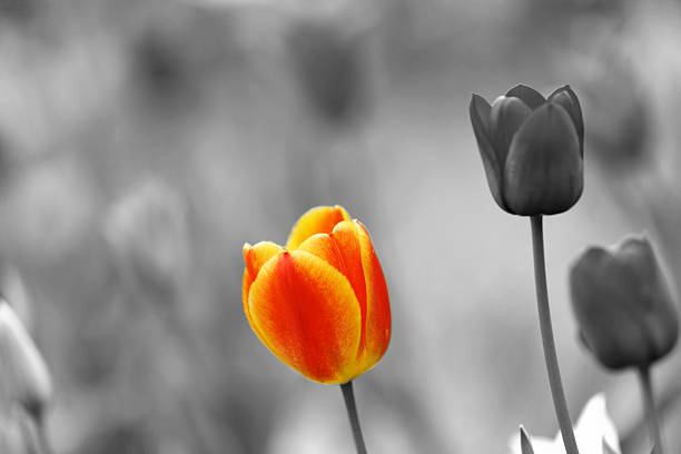 istock Color tulips in black and white garden 474668912