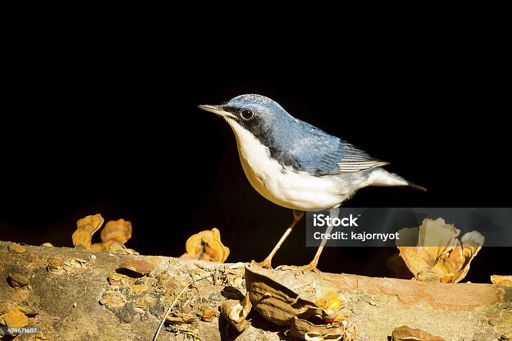 Siberian Blue Robin Siberian Blue Robin (Luscinia cyane)  in nature at with black  background Abdomen Stock Photo