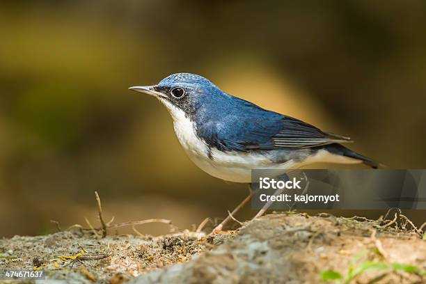 Siberian Blue Robin Stock Photo - Download Image Now - Abdomen, Animal Migration, Animals In The Wild